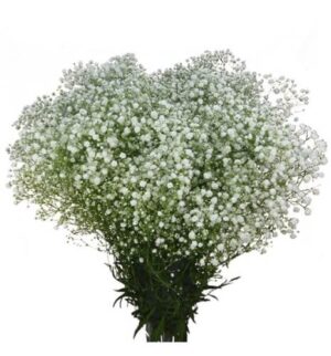 gypsophila blanca