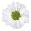 Crisantemo Bacardi Blanco Nacional - Imagen 2