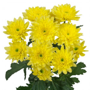 Crisantemo Euro Amarillo