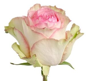 rosa esperance