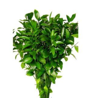 ruscus comprar