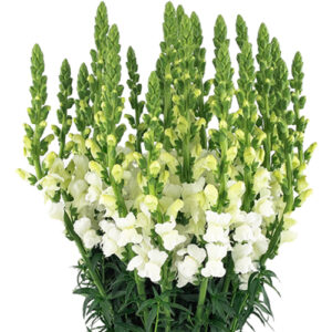 Antirrhinum Blanco