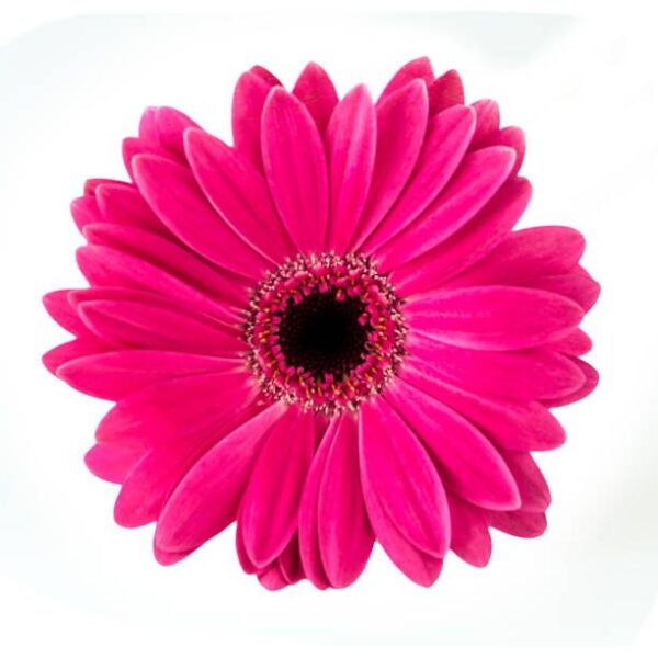 Gerbera Nac. Fucsia