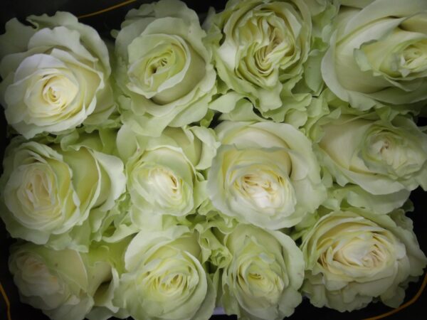 Rosa Mondial Premium