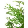 Hoja De Tuya - Imagen 2