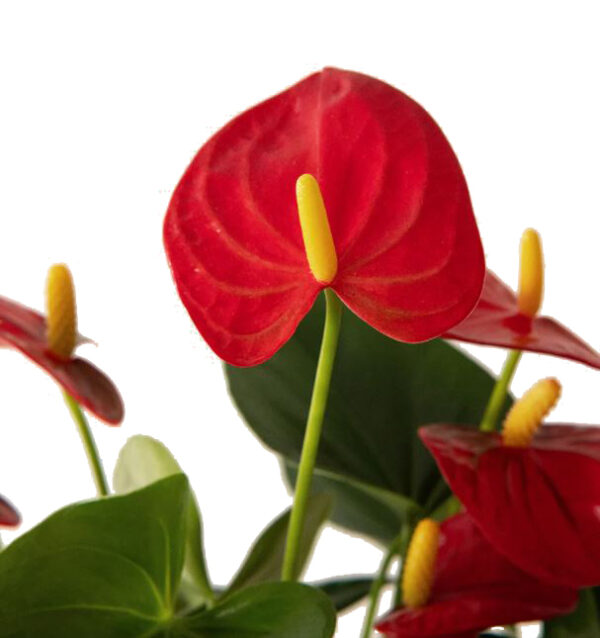 anthurium rojo
