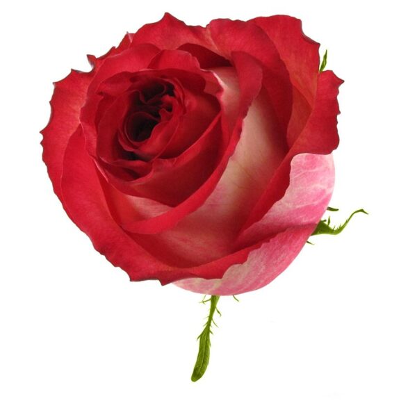 Rosa Iguazu Extra