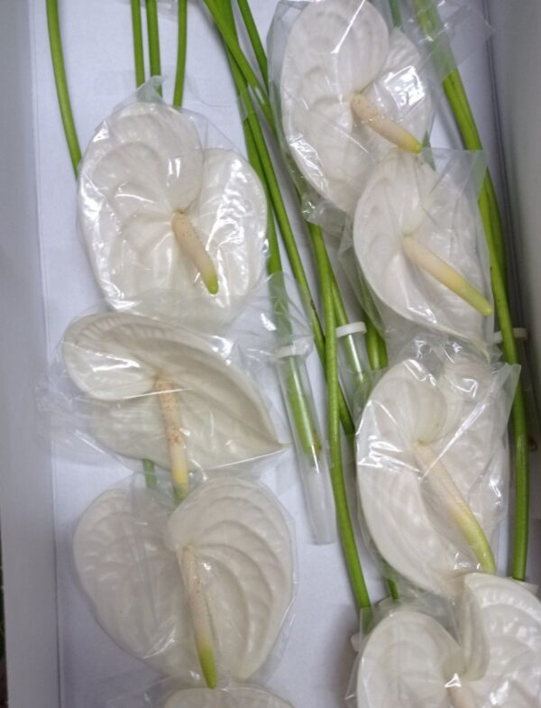 Anthurium X16