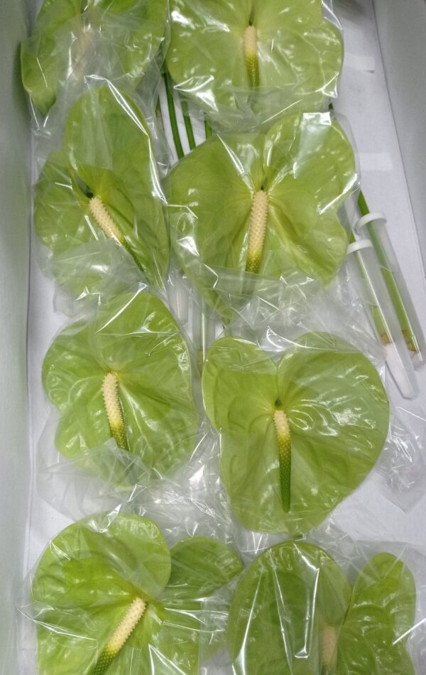 Anthurium X16