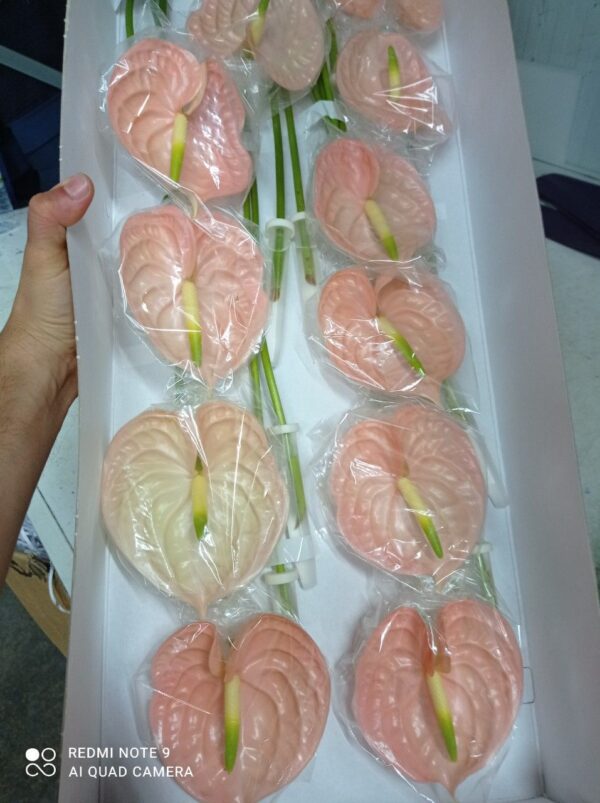 Anthurium X16