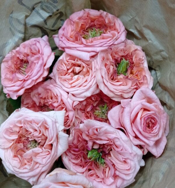 Rosa Garden Extra