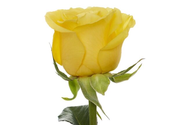rosa yellow king