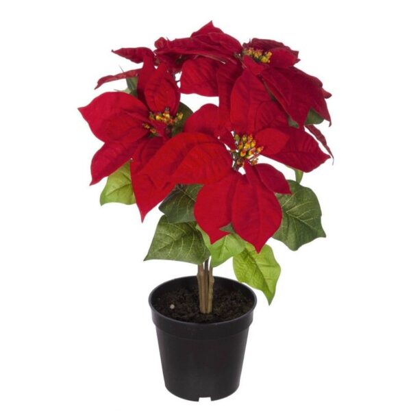 Maceta Poinsettia