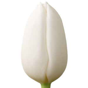 Tulipan Royal Virgin Blanco