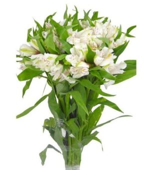 alstroemeria blanca