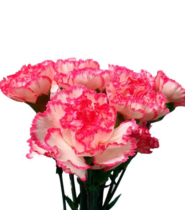 Clavel Nac. Bicolor
