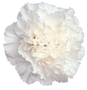 clavel blanco
