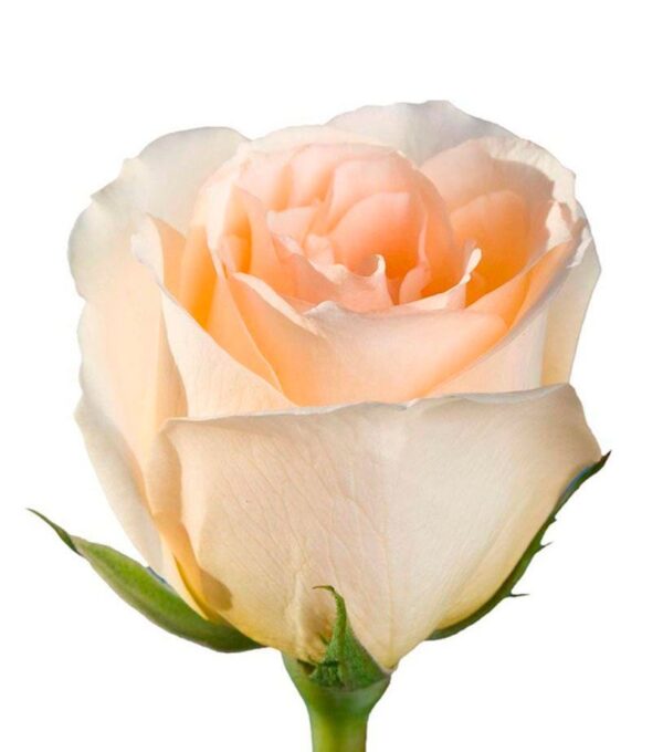 Rosa Versilia Extra