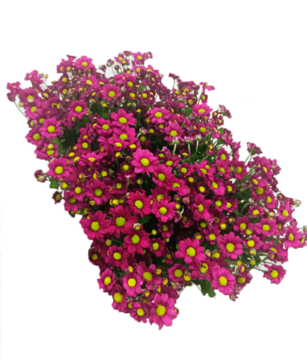 Cristantemo Santini Fucsia