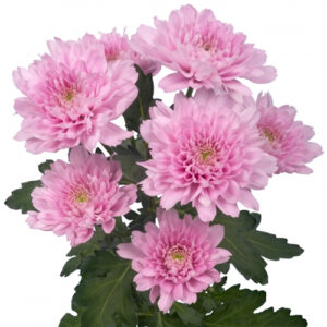 Crisantemo Euro Rosa