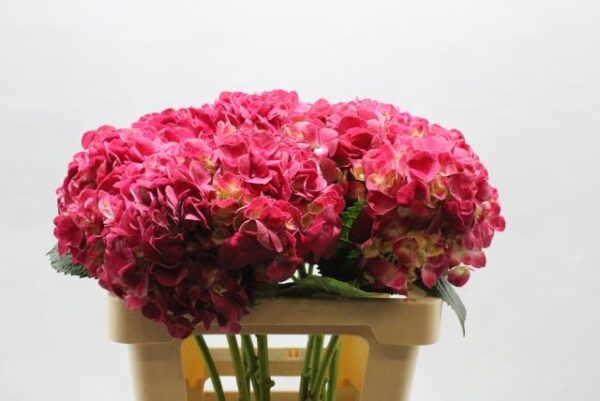 Hortensia Fuxia