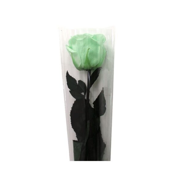 Rosa Preservada con tallo Standard (Verde Agua)