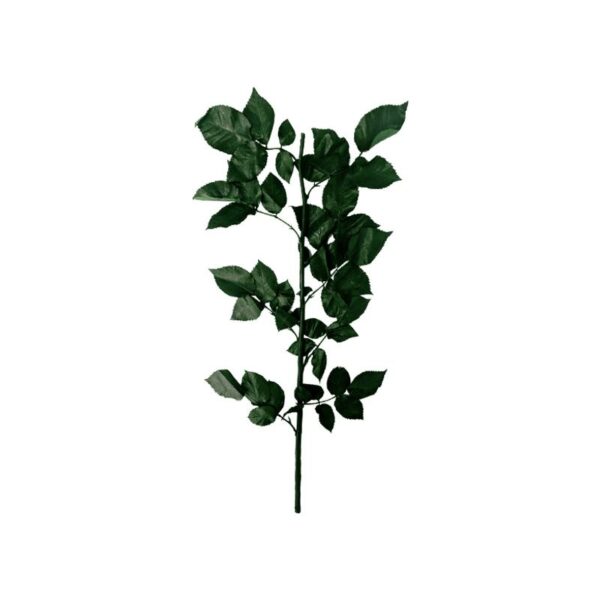 Tallos de Rosas Preservadas (50 cm)