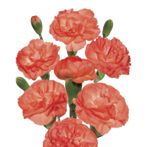 Clavel Mini Naranja España