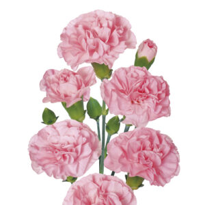 Clavel mini Rosa