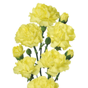 Clavel mini Amarillo España