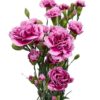 Clavel Mini Morado - Imagen 2