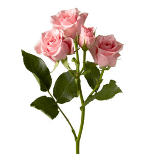 Rosa Spray Elba Rosa