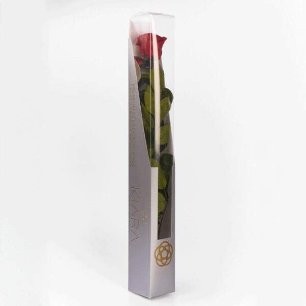 20х Rosa Preservada Roja Sangre con Tallo de 55cm Kiara - Imagen 3