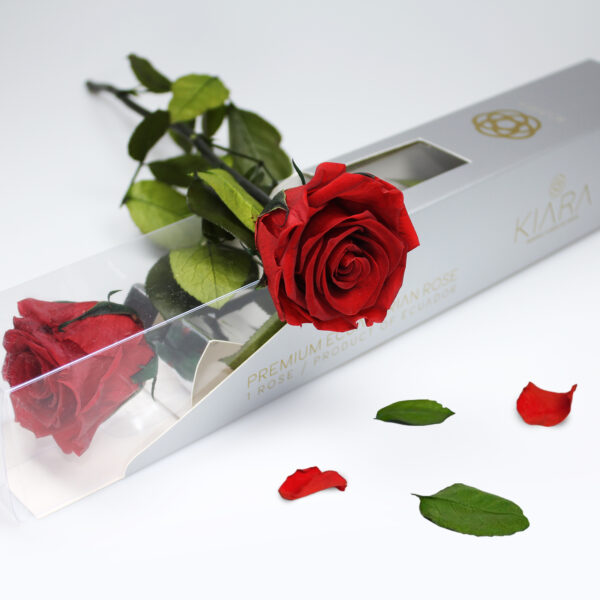 20х Rosa Preservada Roja Sangre con Tallo de 55cm Kiara - Imagen 2