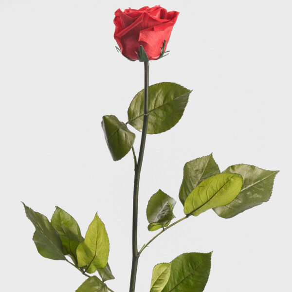 20х Rosa Preservada Roja Sangre con Tallo de 55cm Kiara - Imagen 4
