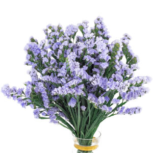 Statice Lavanda Nacional