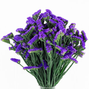 Statice Morado Nacional