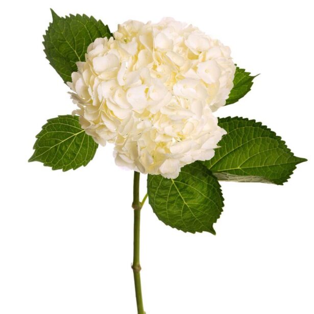 Hortensia Premium