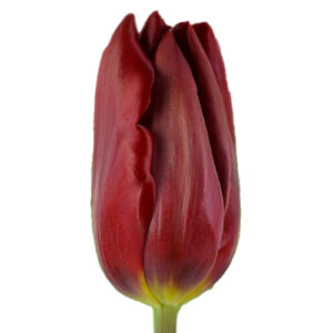 Tulipan Strong Love Rojo