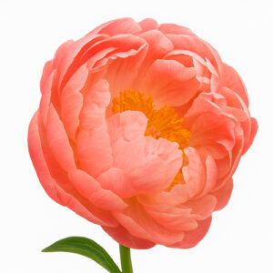 Peonia Sharm