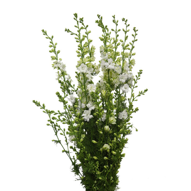Delphinium Blanco