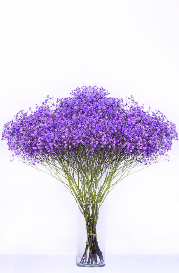Gysophila XLENCE Tintada 750g