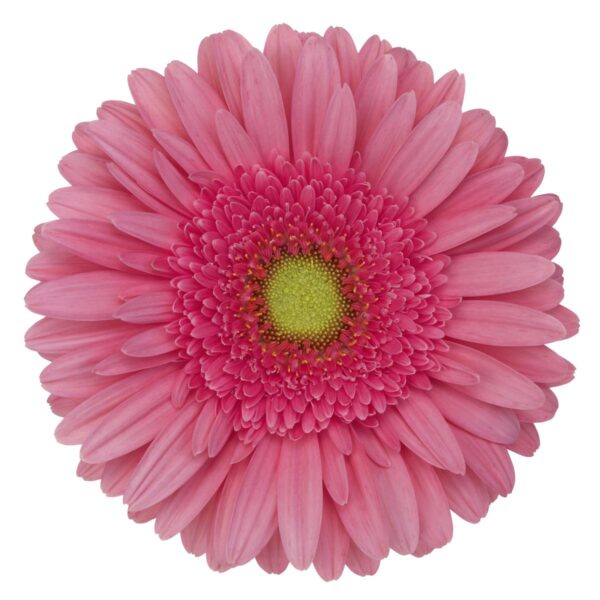 gerbera esmara