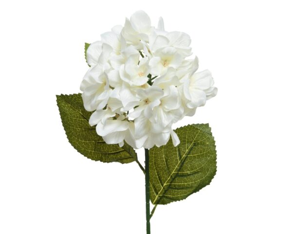 hortensia blanca