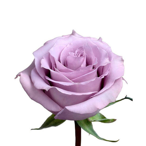 rosa ocean song