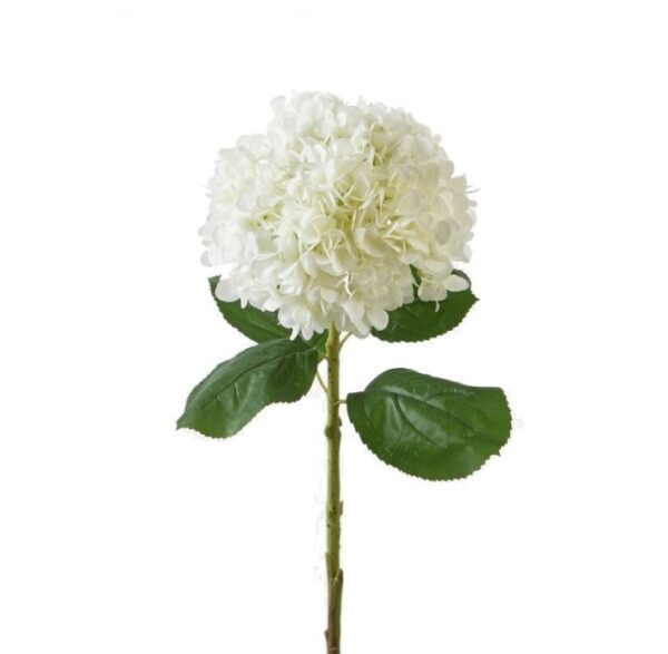 hortensia jumbo
