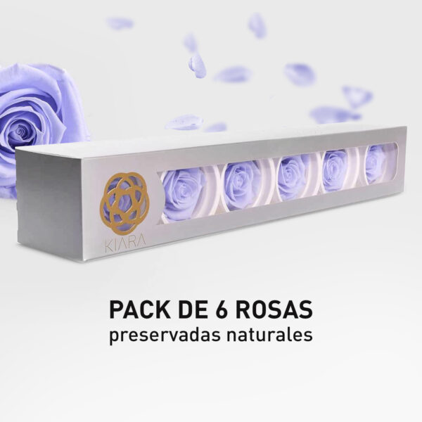 Rosa Preservada de Botón Kiara (Lavanda)
