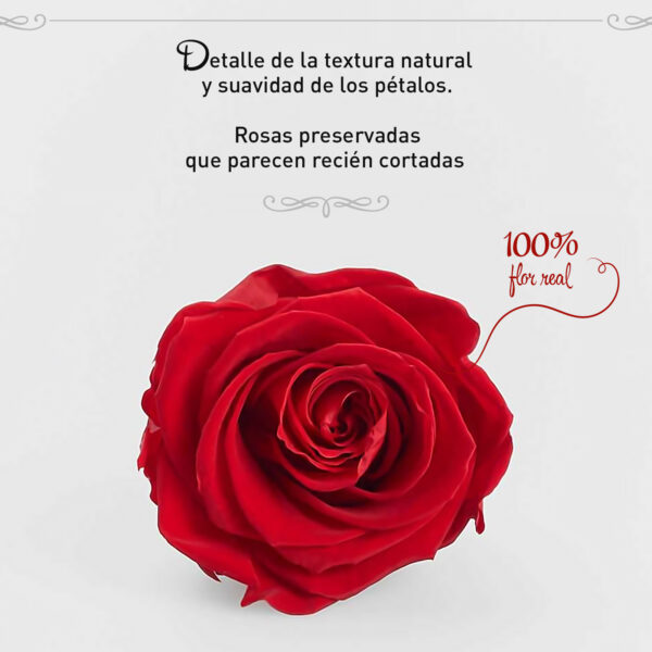 Rosa Preservada de Botón Kiara (Rojo, Vibrant Red) - Imagen 2