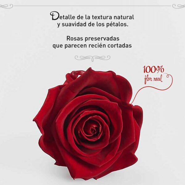 Rosa Preservada de Botón Kiara (Royal Red, Rojo Sangre) - Imagen 2