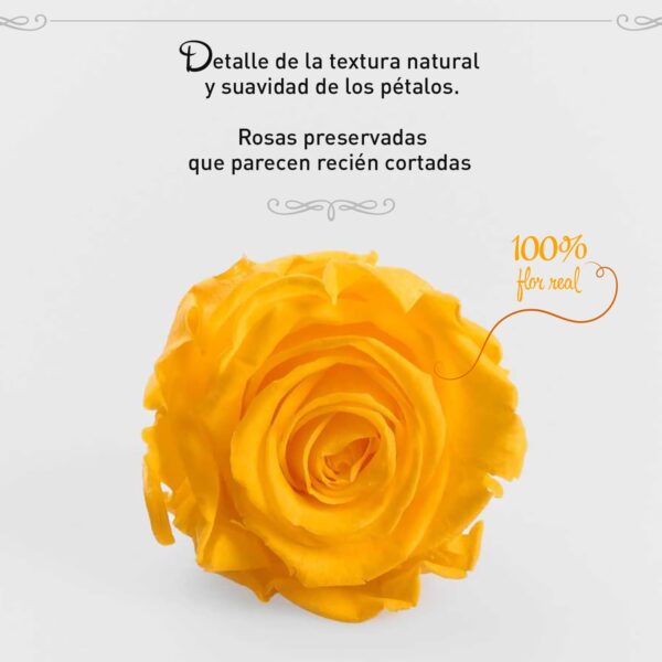 Rosa Preservada de Botón Kiara (Amarillo) - Imagen 2